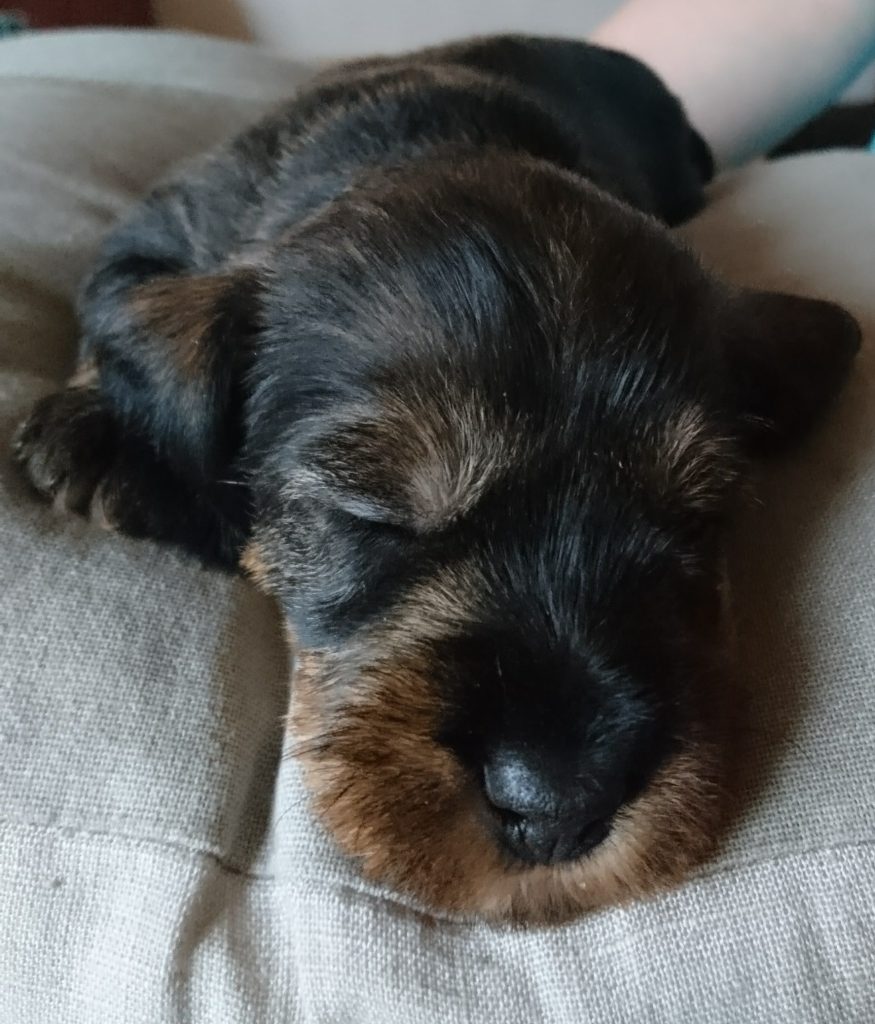 Annabella im Porträt schlafend