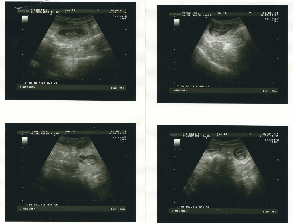 4 Ultaschallbilder von den kleinen Welpen-Föten