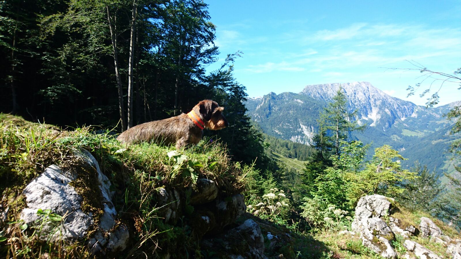 Heidi im Hintergrund Bergpanorama Bluntautal