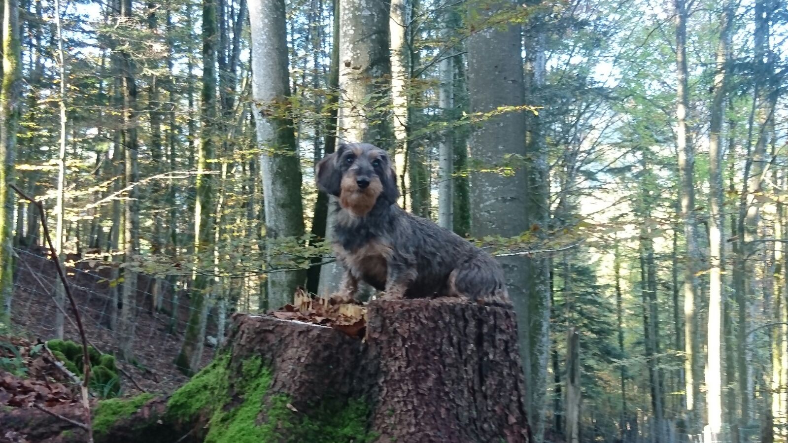 Heide vor der Fuchsjagd