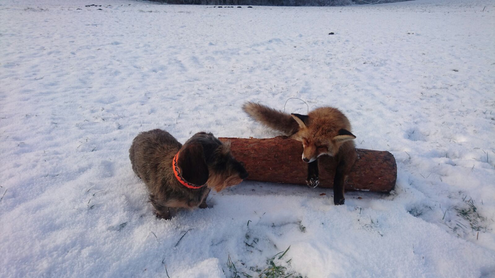 Adelheid vom Dreibachtal