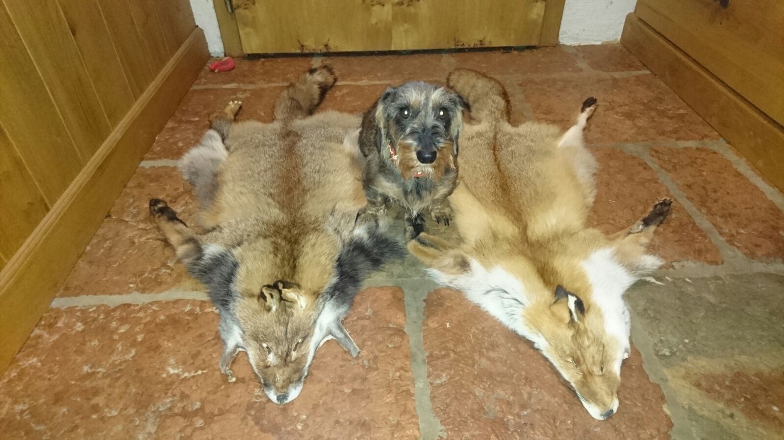 Heidi und die Fuchsjagd