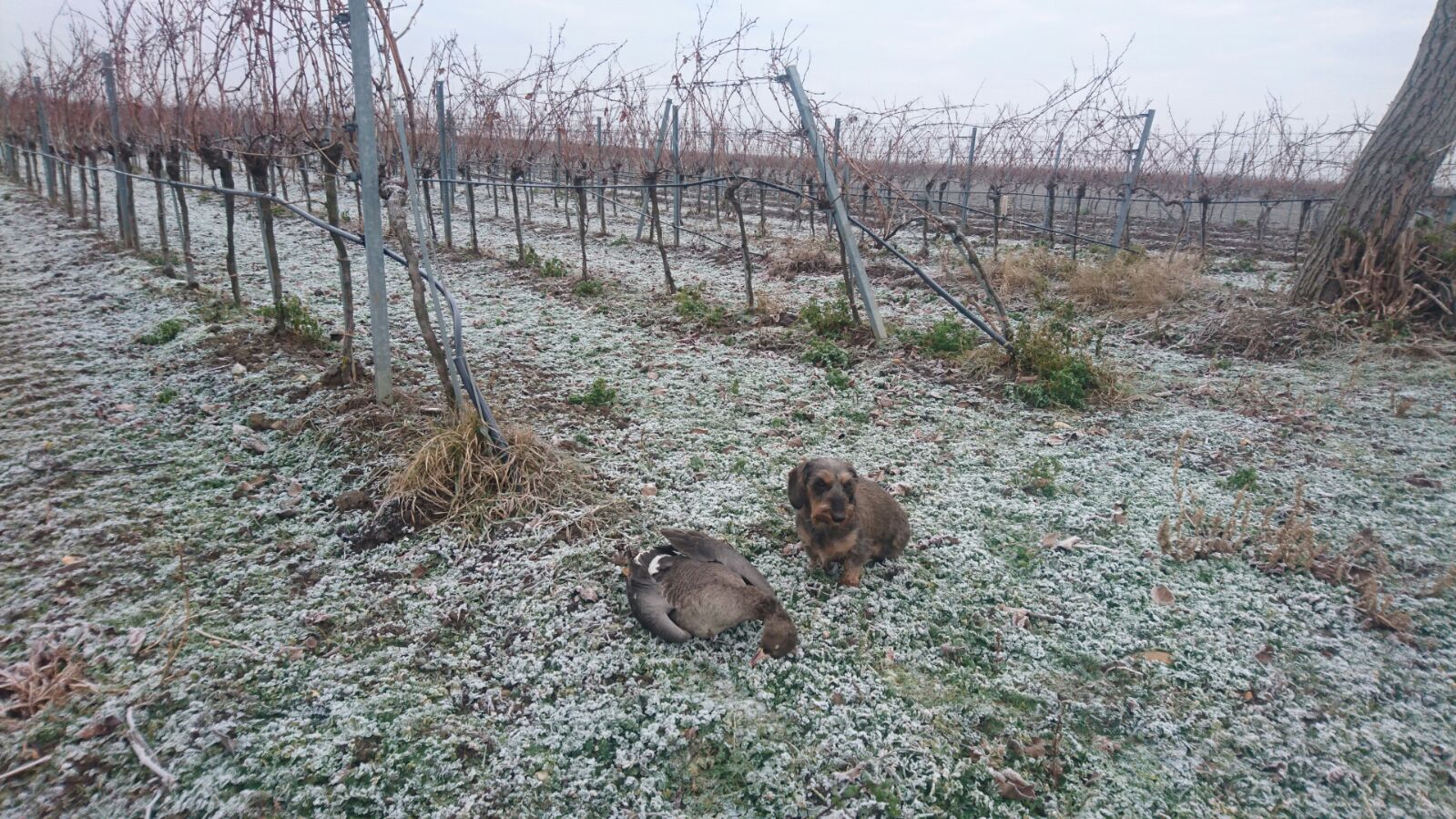 Adelheid vom Dreibachtal