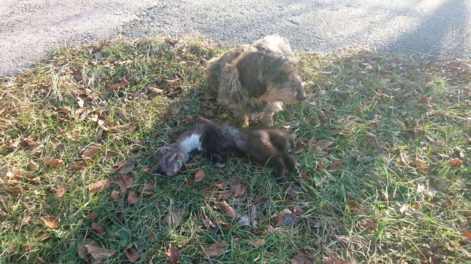 Adelheid vom Dreibachtal