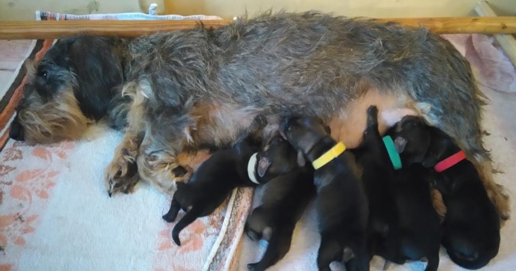 Hündin Heidi mit 6 Welpen