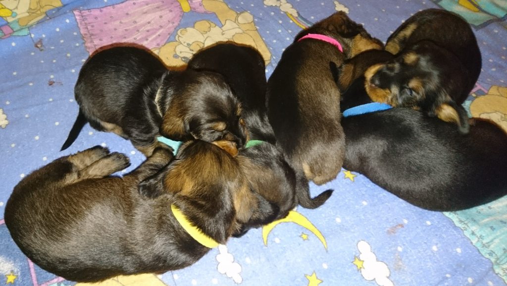 die 6 kleinen Welpen schlafen übereinander