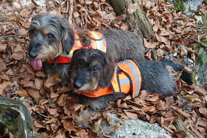 Heidi und Lili mit Warnwesten bekleidet bei der Treibjagd