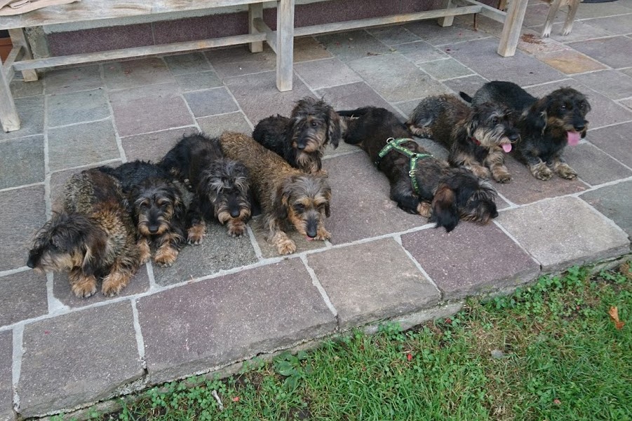 Welpentreffen mit allen Welpen und Mama Heidi und Papa Wickerl